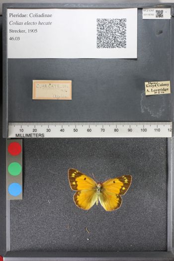 Media type: image;   Entomology 118760